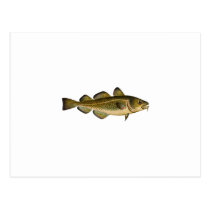 Atlantic Cod postcards
