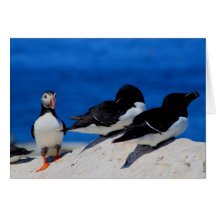 Atlantic Puffin and Razorbills Cards