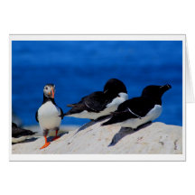 Atlantic Puffin and Razorbills Greeting Card