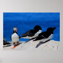 Atlantic Puffin and Razorbills on Island Print