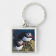 Atlantic Puffin (Fratercula arctica) 7 Keychains