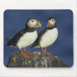 Atlantic Puffin, Fratercula arctica), in Mouse Pad