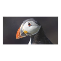 Atlantic Puffin Fratercula Arctica Picture Card