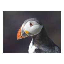 Atlantic Puffin Fratercula Arctica Photograph