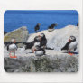 Atlantic Puffins at Machias Seal Island Mouse Pads