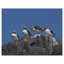 Atlantic Puffins Custom Flyer