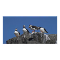 Atlantic Puffins Photo Cards