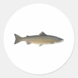 Atlantic Salmon Round Sticker