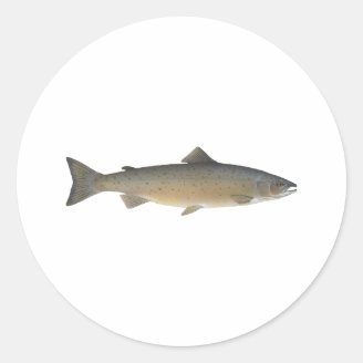 Atlantic Salmon Round Sticker