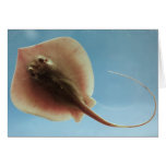Atlantic Stingray Card