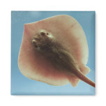 Atlantic Stingray Magnet