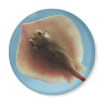 Atlantic Stingray Refrigerator Magnets