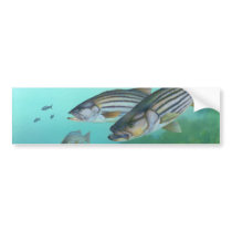 Atlantic Striped Bass Fish Morone Saxatilis Bumper Sticker