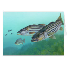 Atlantic Striped Bass Fish Morone Saxatilis Greeting Card
