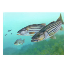 Atlantic Striped Bass Fish Morone Saxatilis Invitations