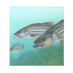 Atlantic Striped Bass Fish Morone Saxatilis Notepads