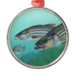 Atlantic Striped Bass Fish Morone Saxatilis Ornament