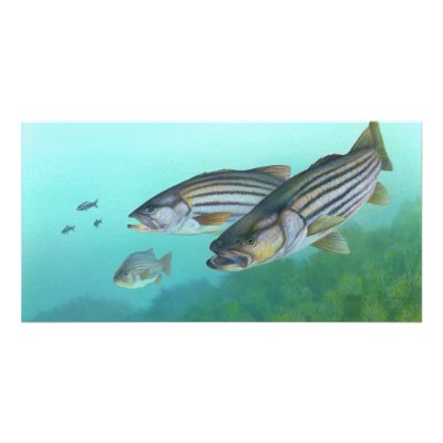 Atlantic Striped Bass Fish Morone Saxatilis Picture Card by wallarts