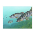 Atlantic Striped Bass Fish Morone Saxatilis Postcard
