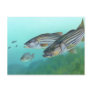 Atlantic Striped Bass Fish Morone Saxatilis Postcard