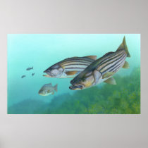 Atlantic Striped Bass Fish Morone Saxatilis Posters