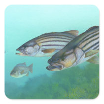 Atlantic Striped Bass Fish Morone Saxatilis Square Sticker
