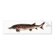 Atlantic Sturgeon - Acipenser oxyrinchus Bumper Stickers