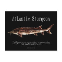 Atlantic Sturgeon-Black-Postcard