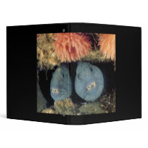 Atlantic Wolffish Vinyl Binders