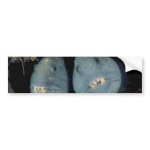 Atlantic Wolffish Bumper Sticker