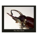 atlas, beetle, chalcosoma, escarabajo,...