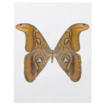 Atlas Butterfly Full Color Flyer