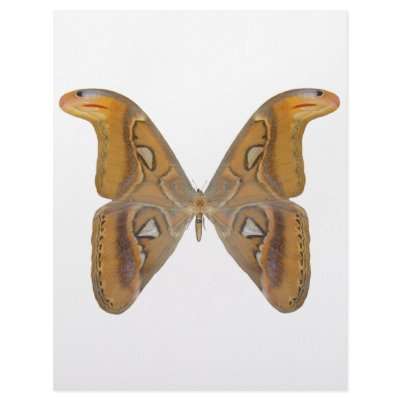 Atlas Butterfly Personalized Letterhead by Bigboy20769