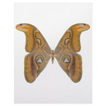 Atlas Butterfly Personalized Letterhead