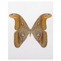 Atlas Butterfly Personalized Letterhead