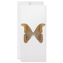 Atlas Butterfly Full Color Rack Card