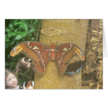 Atlas Moth cards by codfishlady Atlas Moth cards