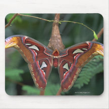 Atlas moth mouse pads