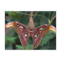 Atlas moth postcards