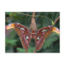 Atlas moth postcards
