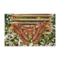 Atlas Moth Print on Canvas canvas prints