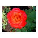 Atomic Pink - Rose posters by esjessi Atomic Pink - Rose posters