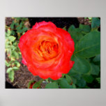 Atomic Pink - Rose Poster