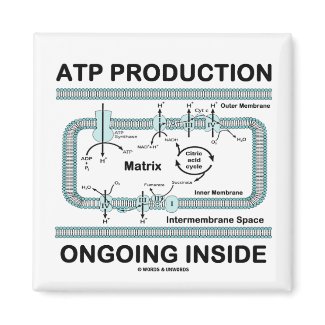 ATP Production Ongoing Inside magnet
