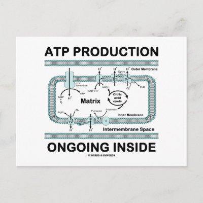 Atp Production