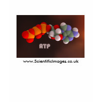 ATP - the energy molecule t-shirts