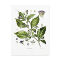 Atropa belladonna (Deadly Nightshade) Post Cards