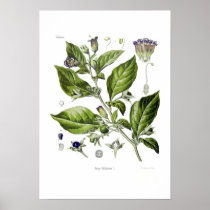 Atropa belladonna (Deadly Nightshade) Posters