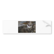 Attack Cat Bumper Sticker