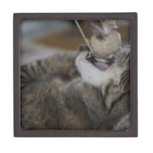 Attack Cat Premium Gift Boxes